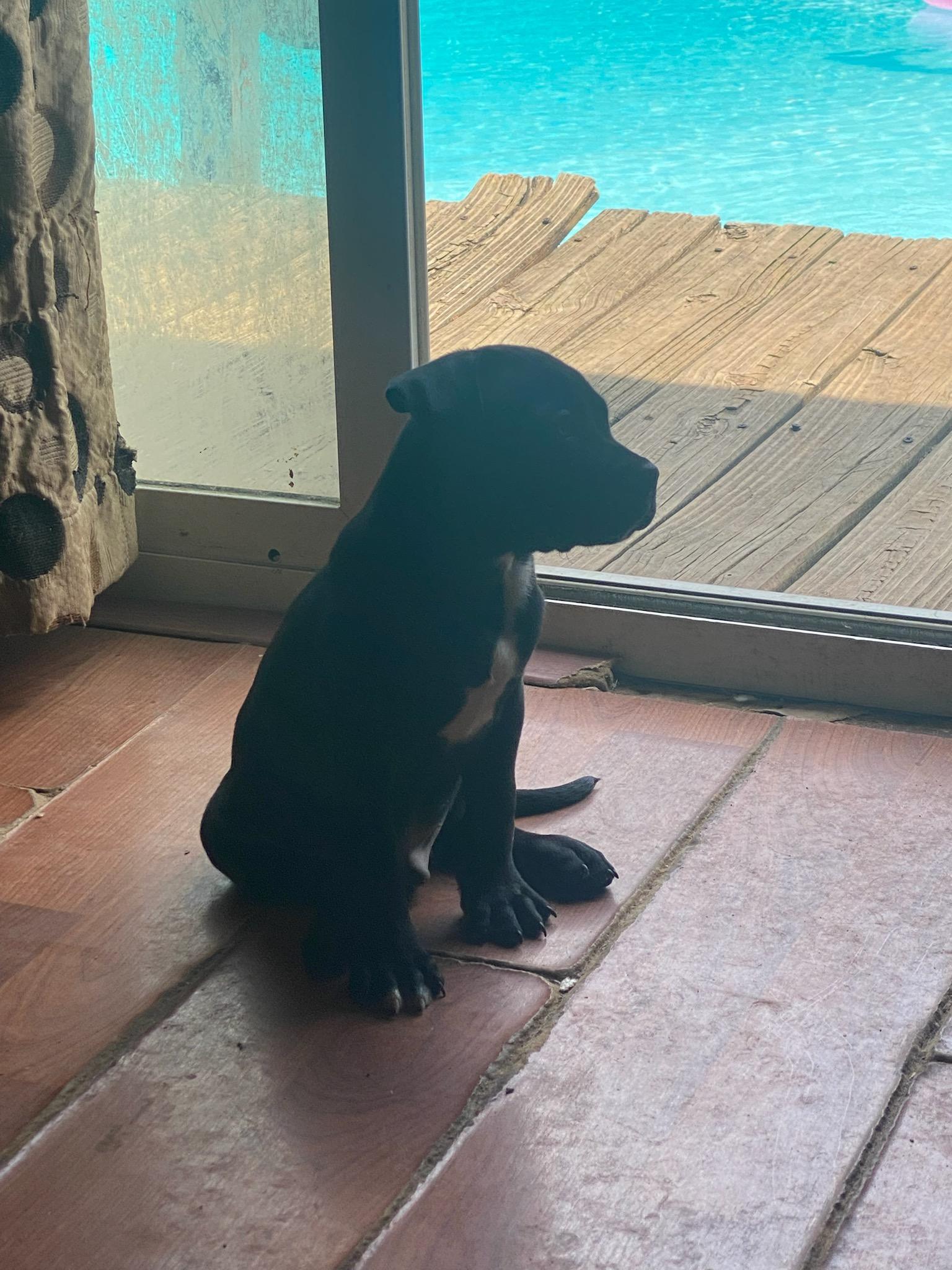 Zayn - In Foster