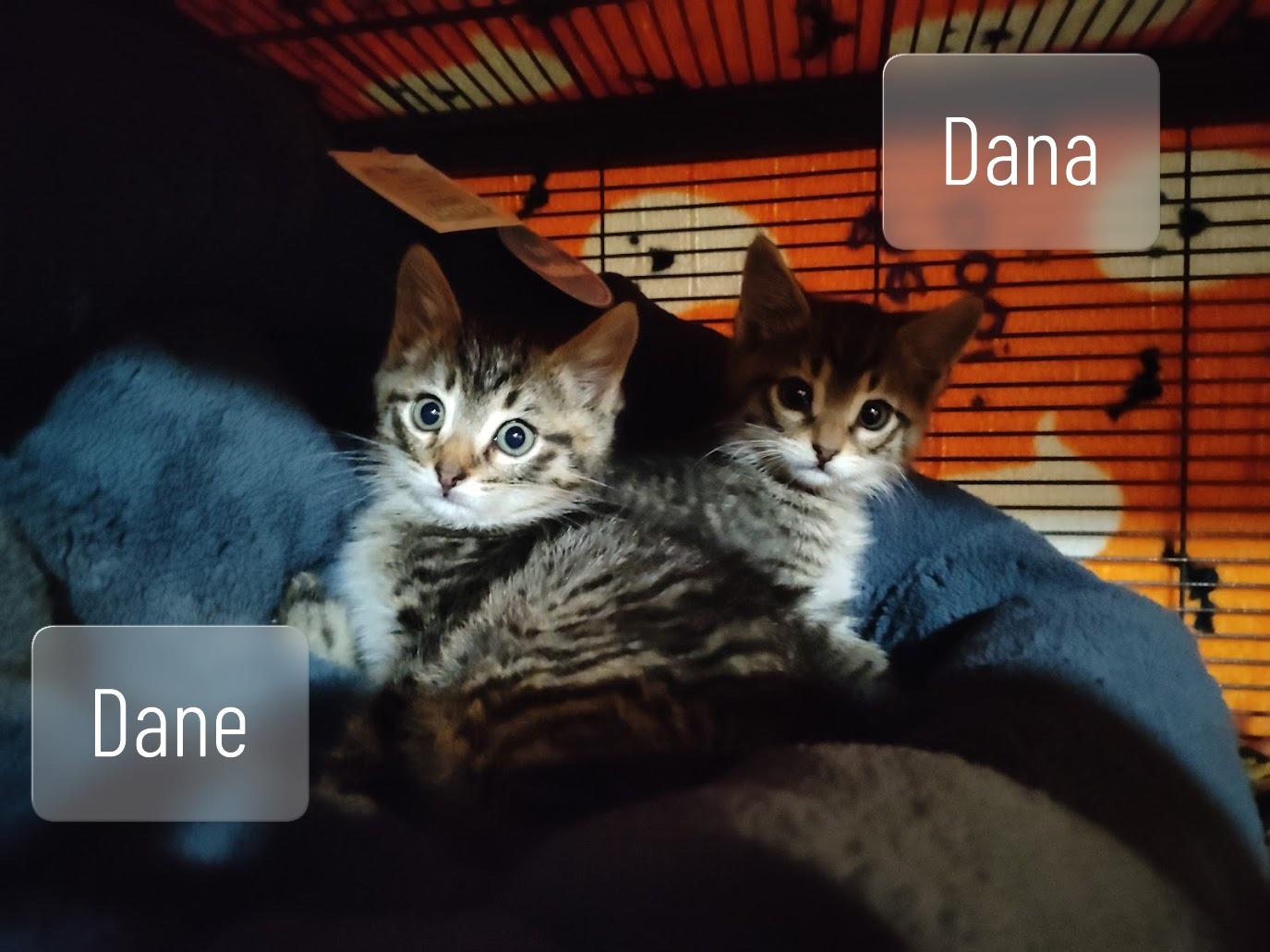 Dane and Dana, a Adoptable mixed breed in Houston, TX image 5/5