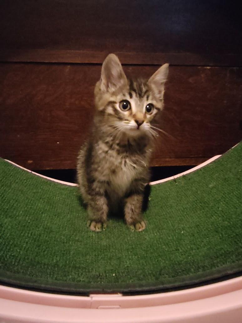 Dane and Dana, a Adoptable mixed breed in Houston, TX image 2/5