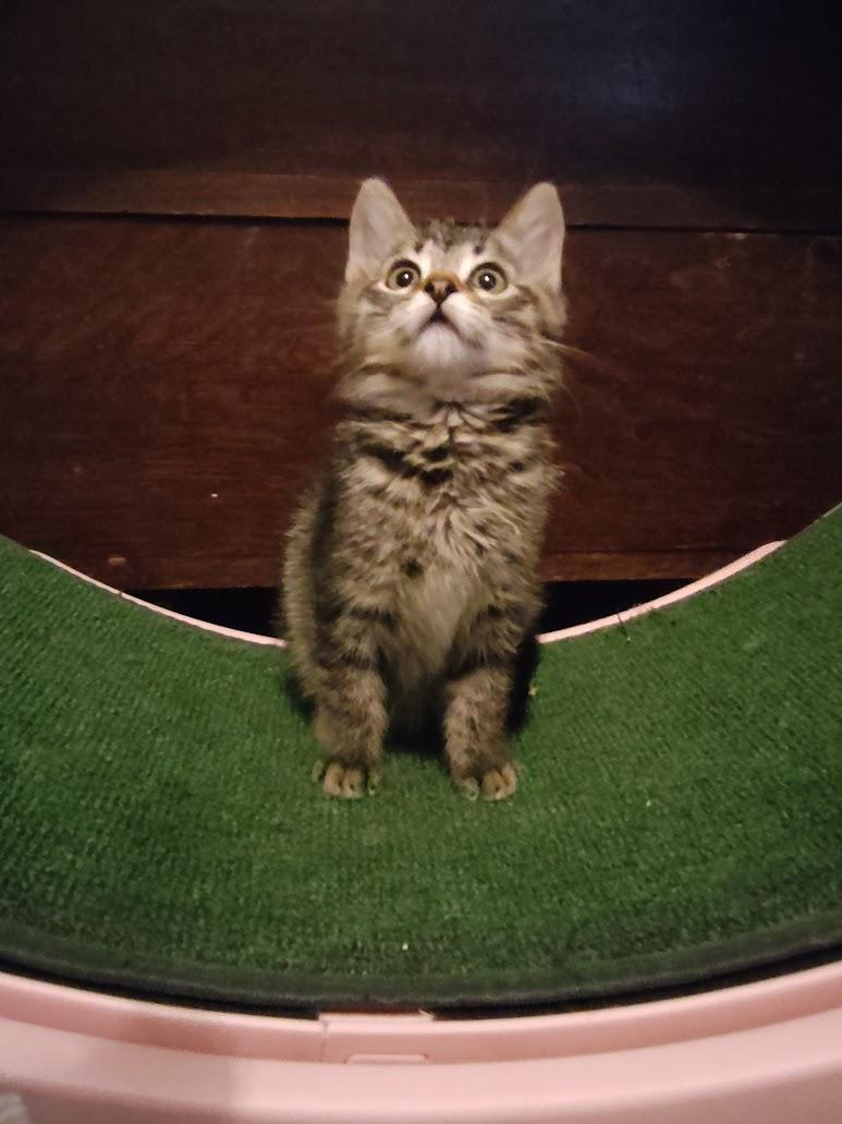 Dane and Dana, a Adoptable mixed breed in Houston, TX image 4/5