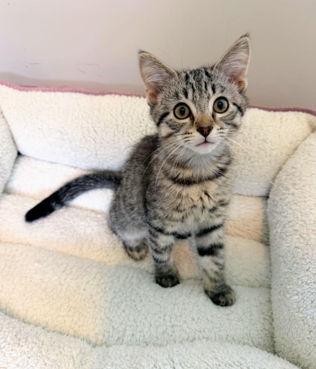 Banjo, ADOPTABLE, Kitten Male Domestic Short Hair.