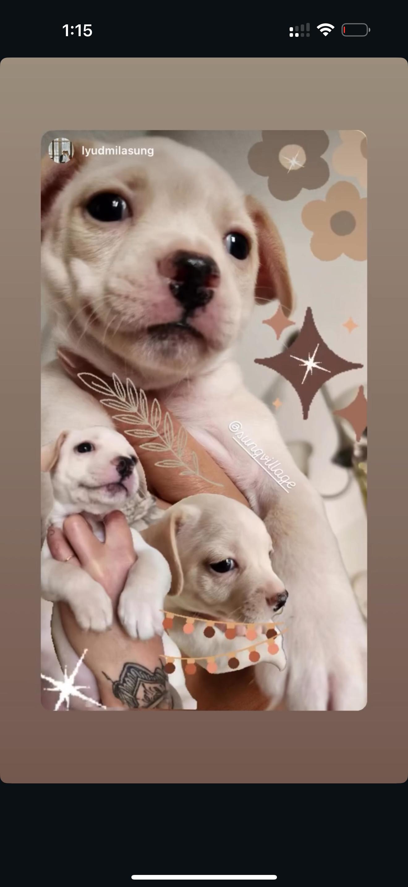 Pearl , ADOPTABLE, Puppy Female French Bulldog & Mixed Breed.