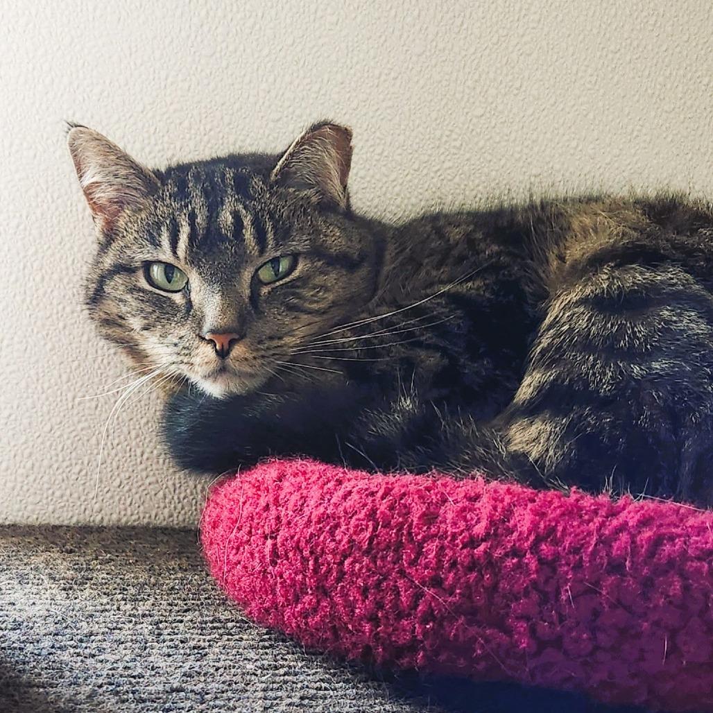 Azure, a Adoptable Domestic Short Hair in Brighton, MO image 1/6