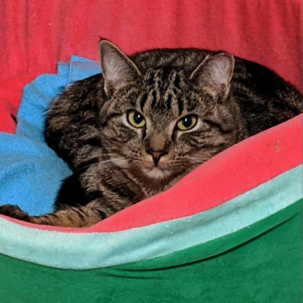 Enlarge Azure, a Adoptable Domestic Short Hair in Brighton, MO image 1/6