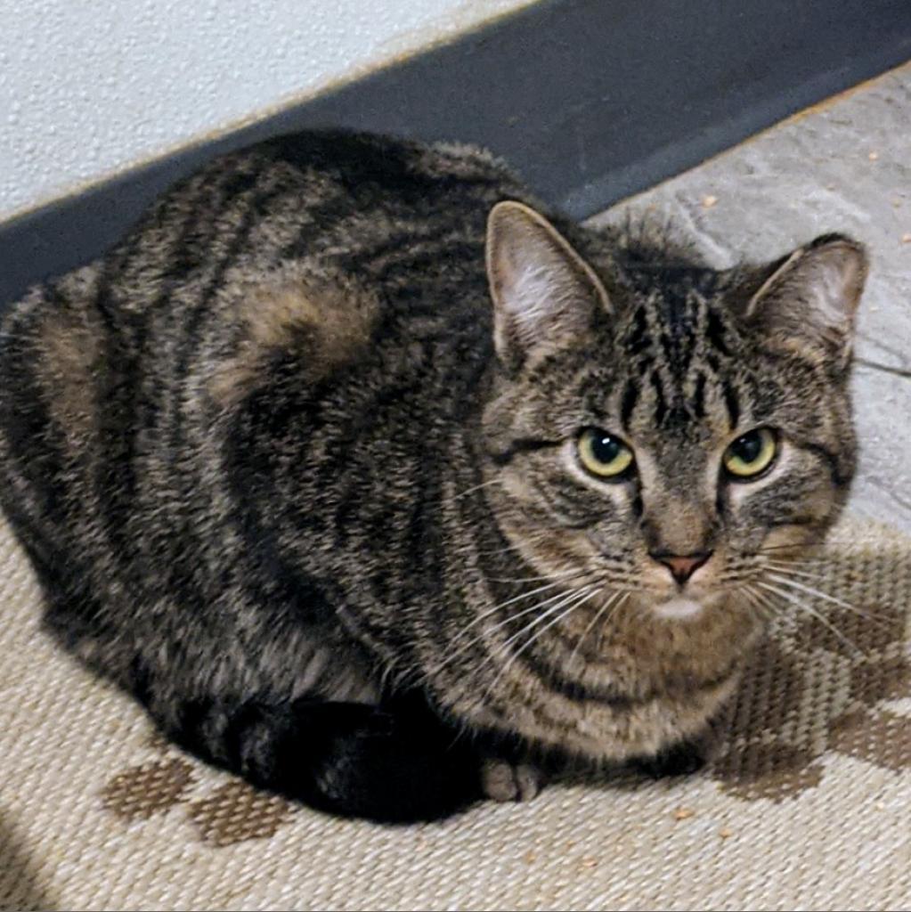 Enlarge Azure, a Adoptable Domestic Short Hair in Brighton, MO image 3/6