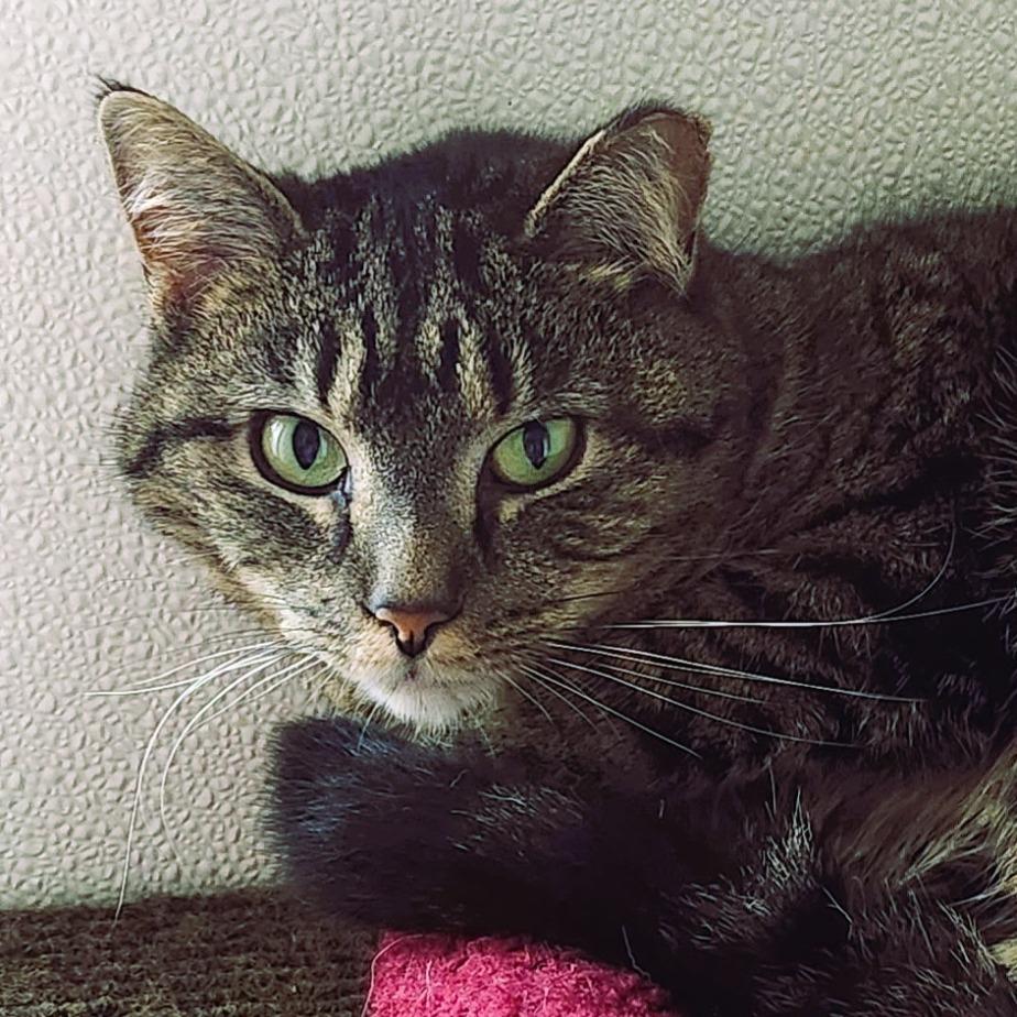 Enlarge Azure, a Adoptable Domestic Short Hair in Brighton, MO image 6/6