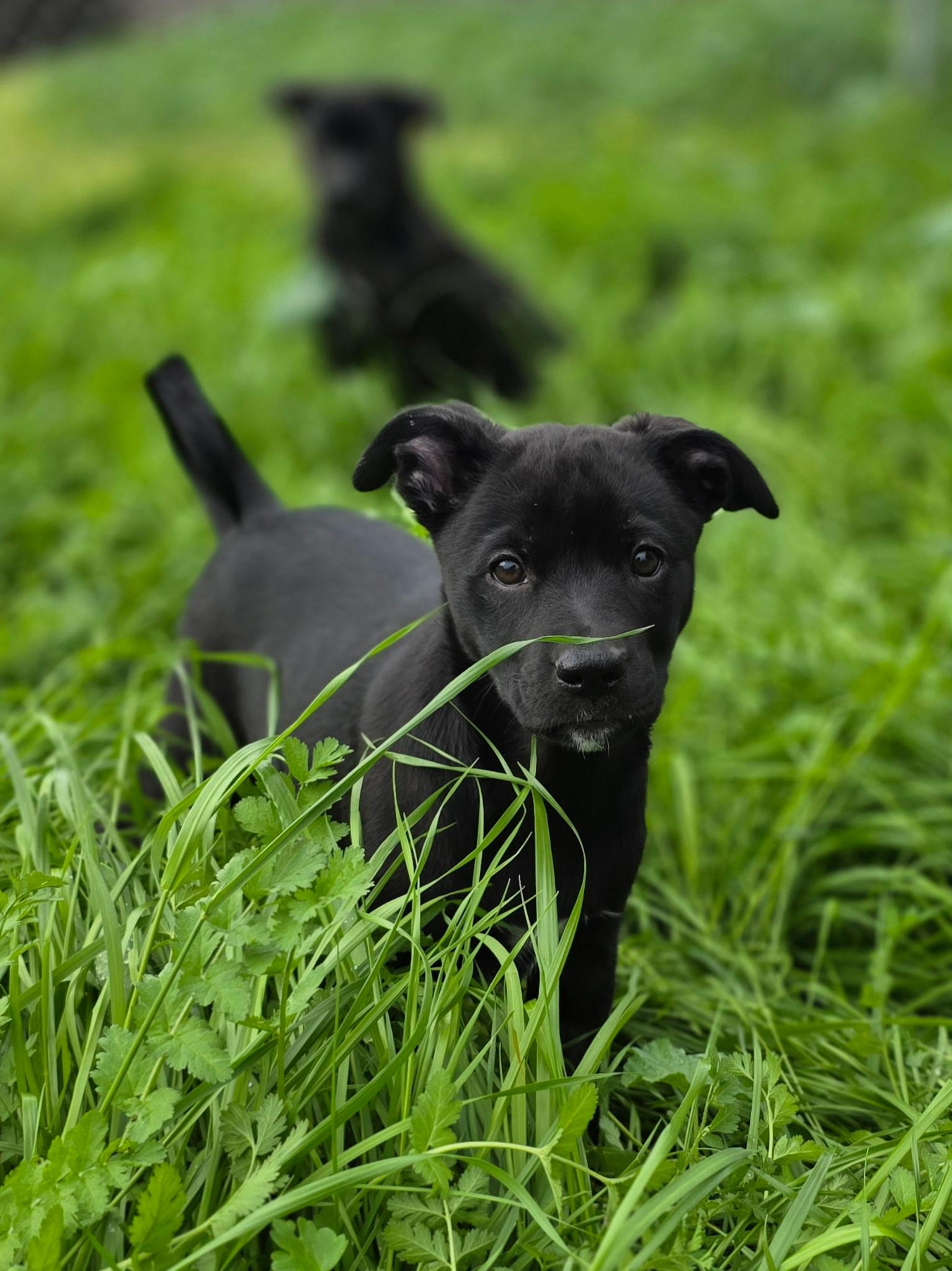 Peanut, ADOPTABLE, Young Female Labrador Retriever.