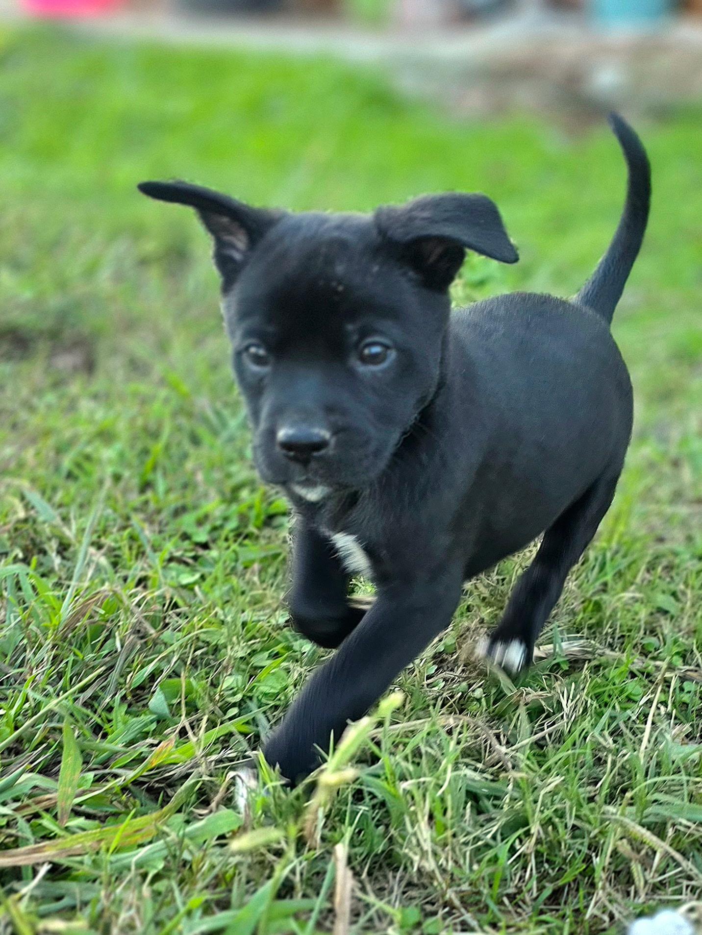 Enlarge Peanut, a ADOPTABLE mixed breed in Penryn, CA image 4/5