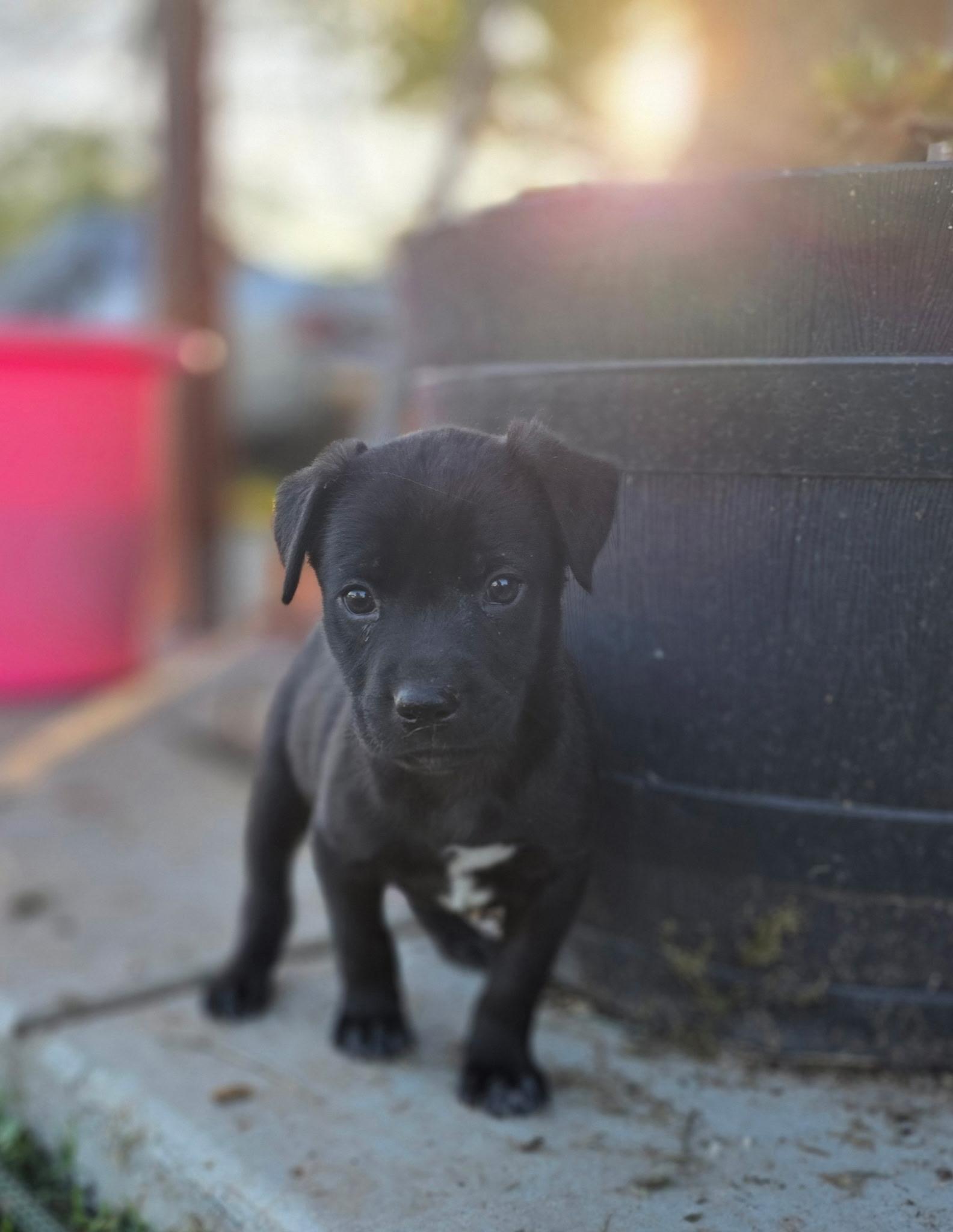 Enlarge Peanut, a ADOPTABLE mixed breed in Penryn, CA image 2/5