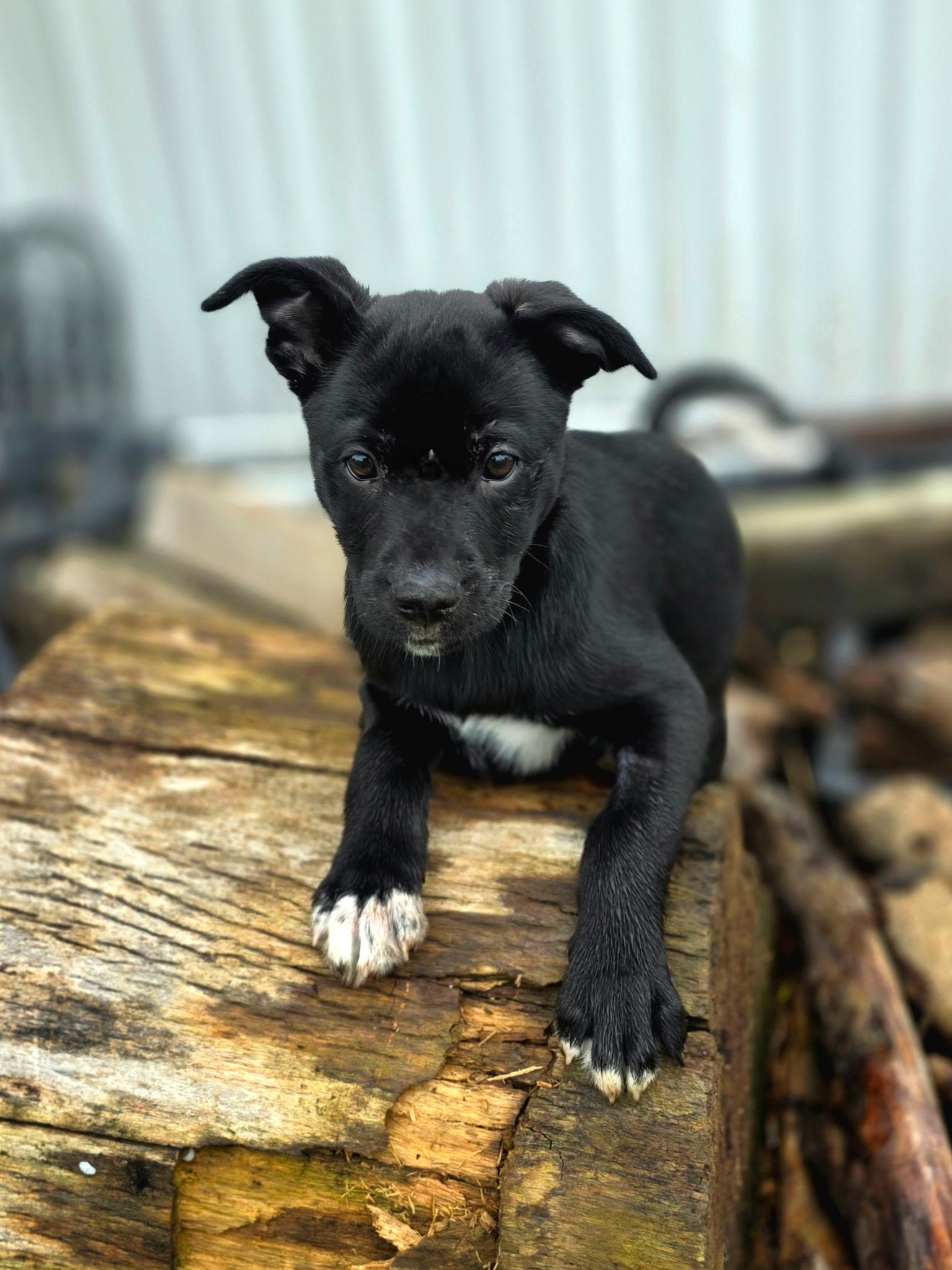 Enlarge Peanut, a ADOPTABLE mixed breed in Penryn, CA image 3/5