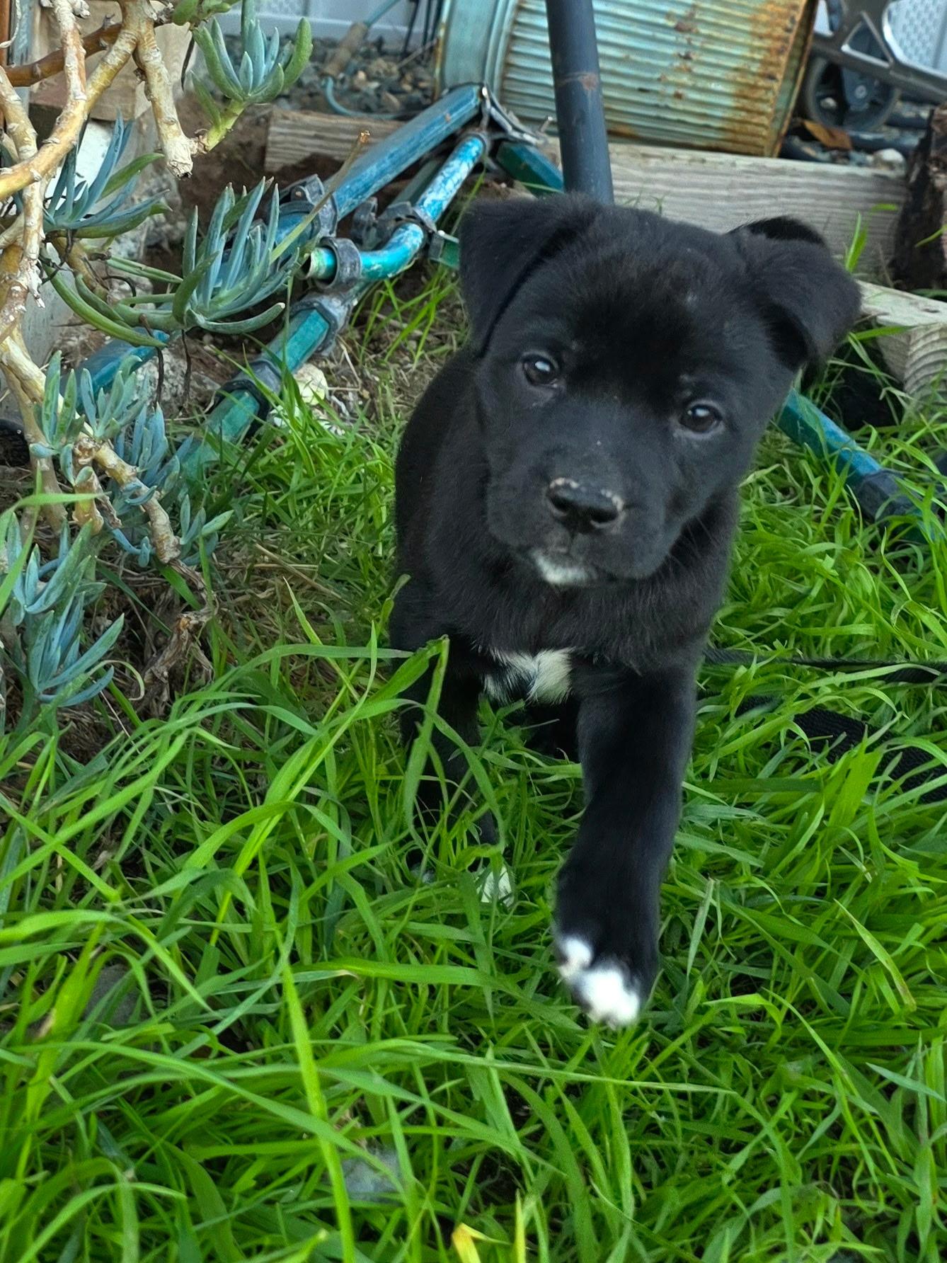 Enlarge Peanut, a ADOPTABLE mixed breed in Penryn, CA image 5/5