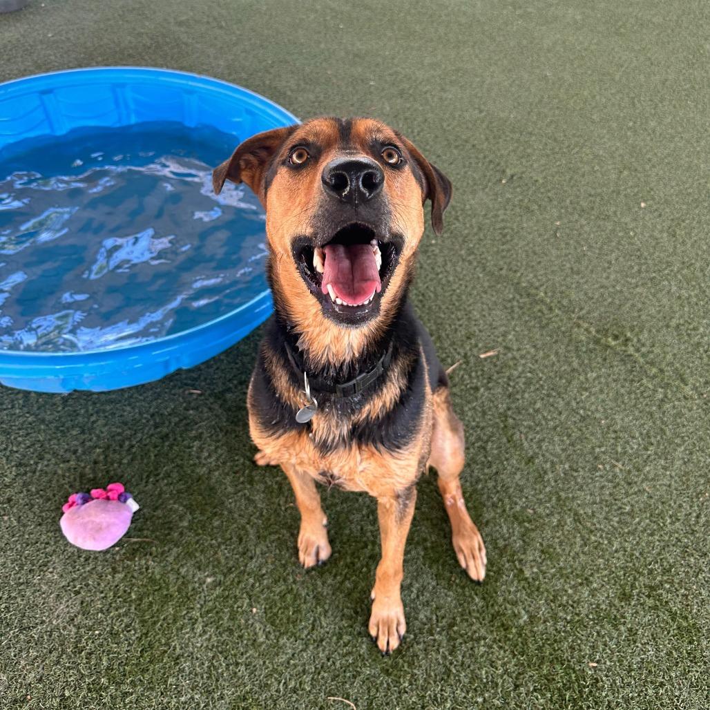 Kitana, Adoptable, Adult Female Shepherd & Mixed Breed.