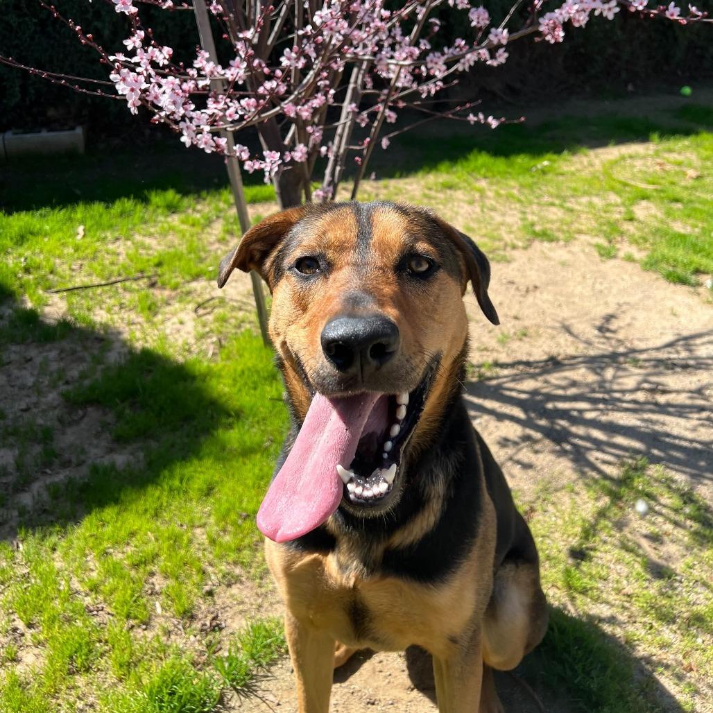 Kitana, a Adoptable mixed breed in Naperville, IL image 3/6