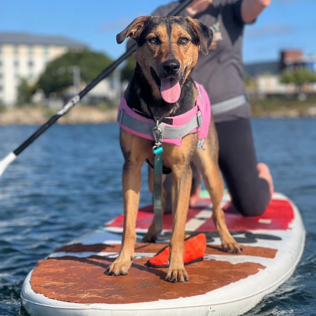 Kitana, a Adoptable mixed breed in Naperville, IL image 4/6