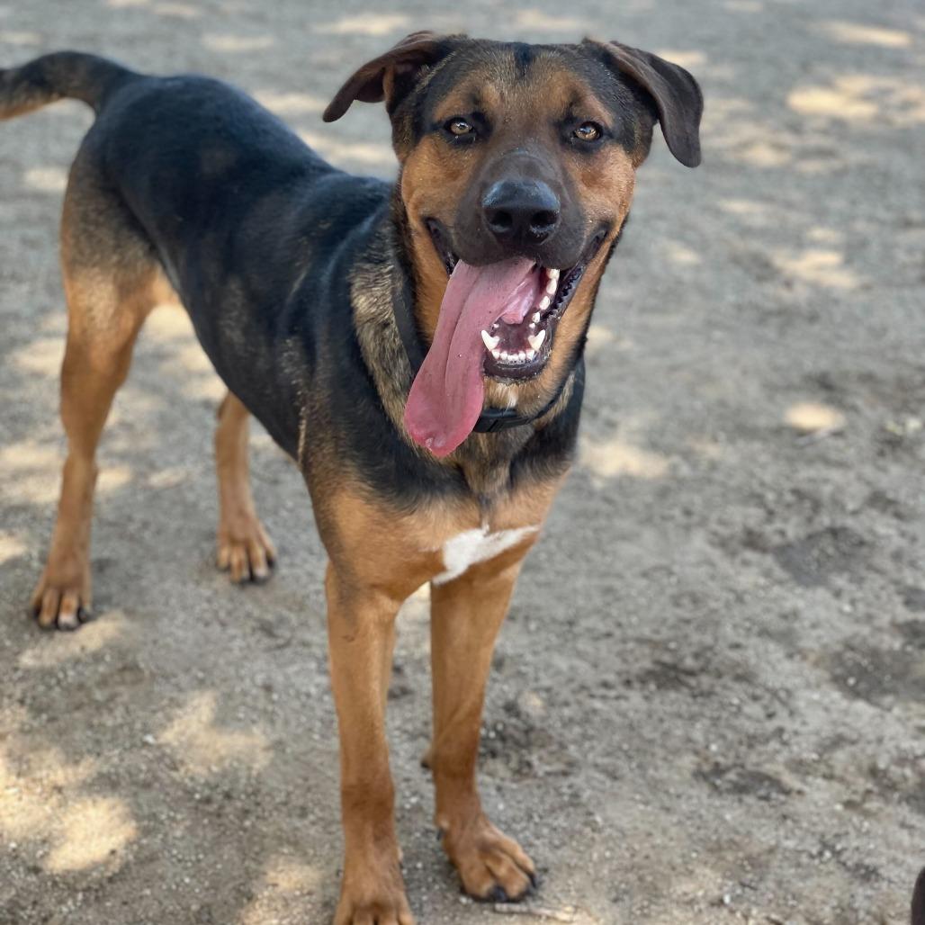 Kitana, a Adoptable mixed breed in Naperville, IL image 5/6