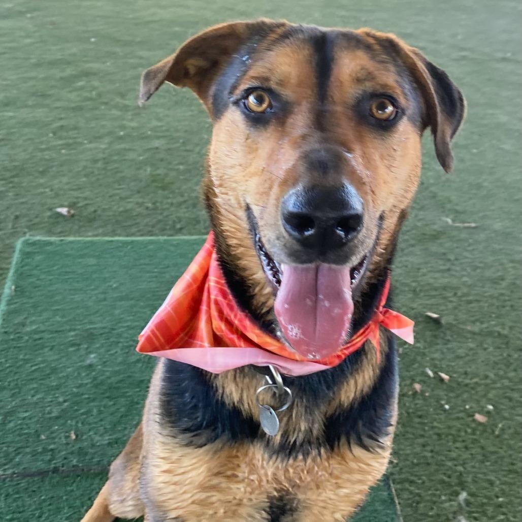 Kitana, a Adoptable mixed breed in Naperville, IL image 6/6