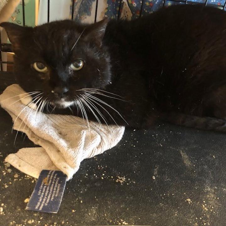 Tuxedo - (Work Cat), Adoptable, Senior Male Domestic Short Hair.