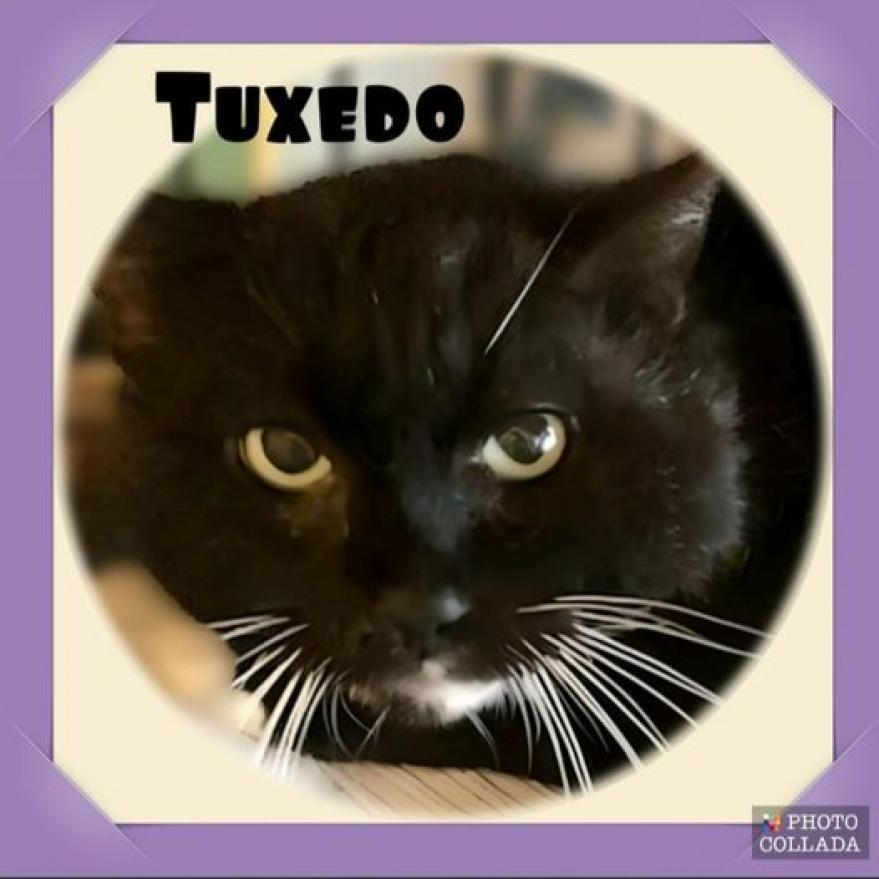Enlarge Tuxedo - (Work Cat), a Adoptable Domestic Short Hair in League City, TX image 2/3