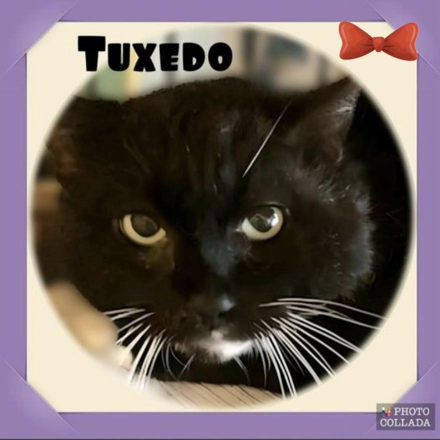 Enlarge Tuxedo - (Work Cat), a Adoptable Domestic Short Hair in League City, TX image 3/3