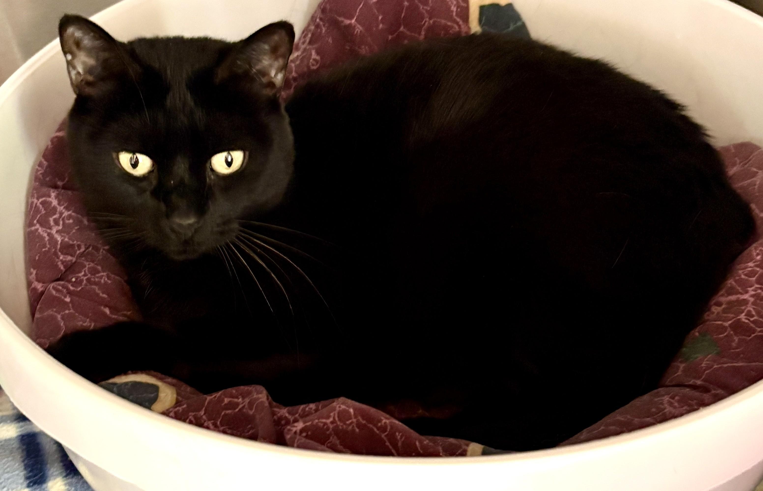 POPPY, an adopted Domestic Short Hair in Prescott, AZ image 2/3