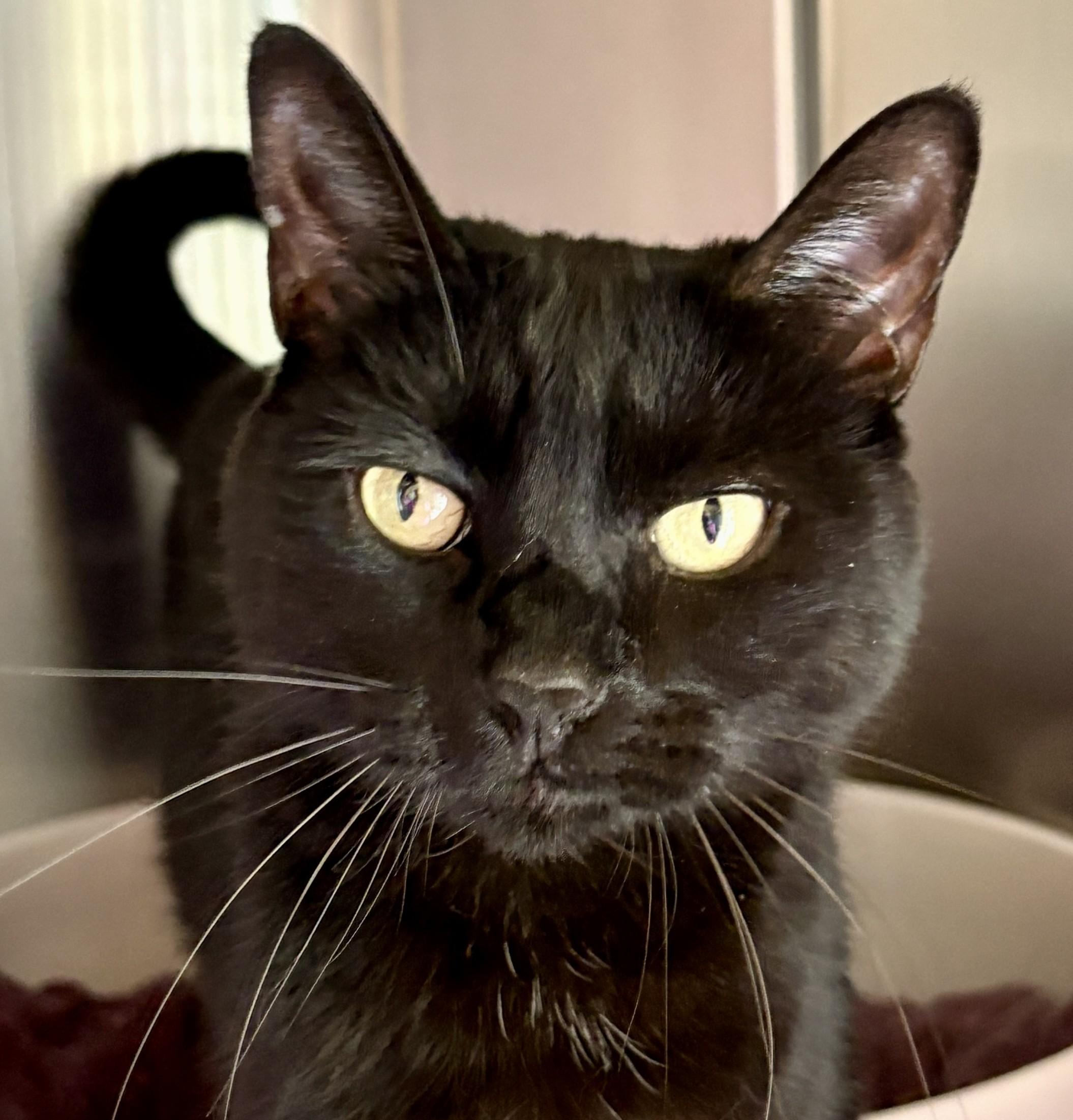 POPPY, adopted, Adult Female Domestic Short Hair.