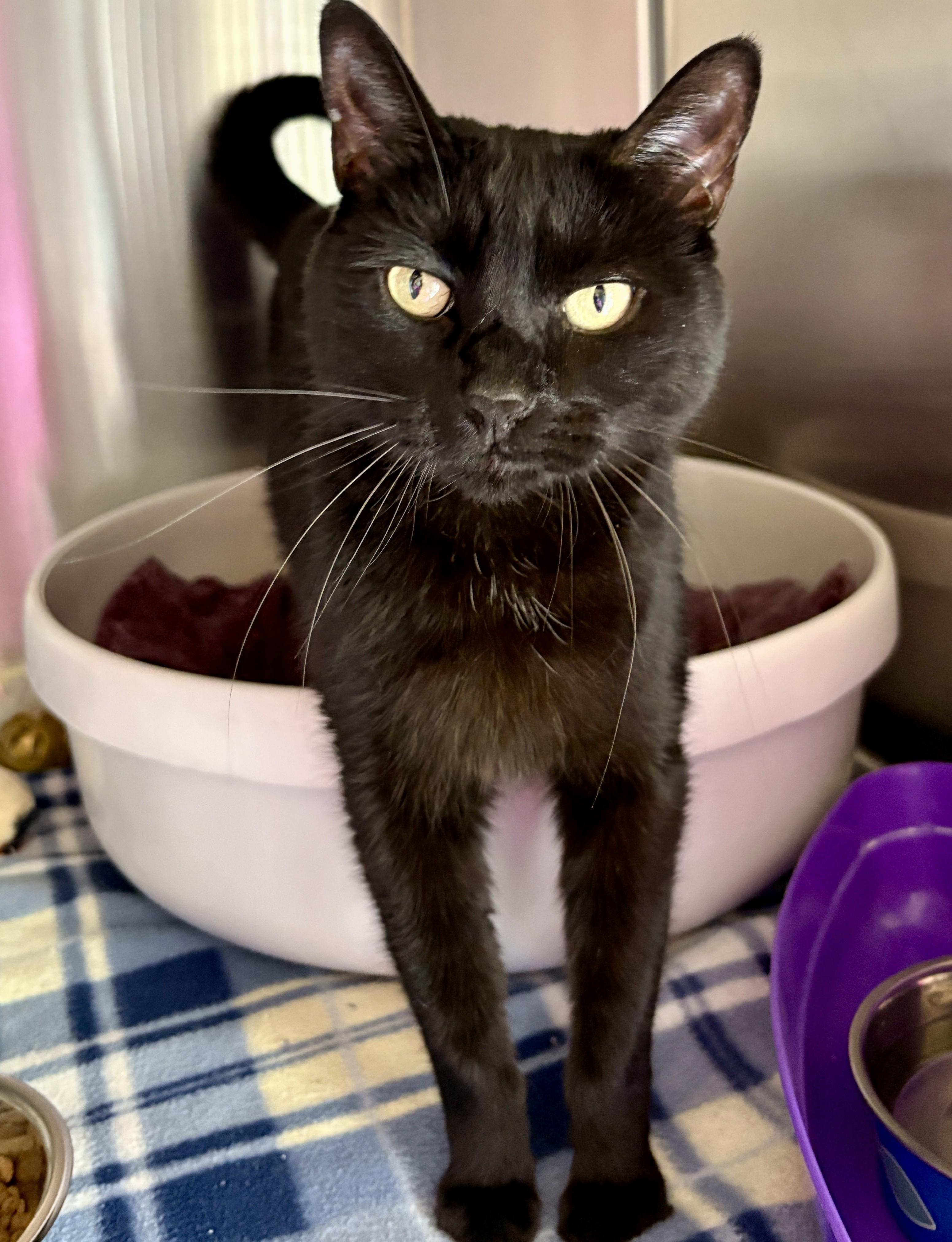 POPPY, an adopted Domestic Short Hair in Prescott, AZ image 3/3