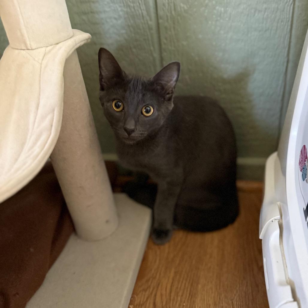 King, Adoptable, Kitten Male Domestic Short Hair.