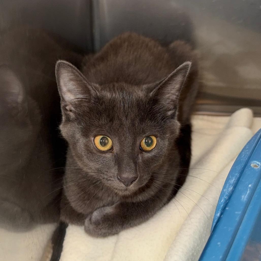 King, a Adoptable Domestic Short Hair in Lake Panasoffkee, FL image 1/2