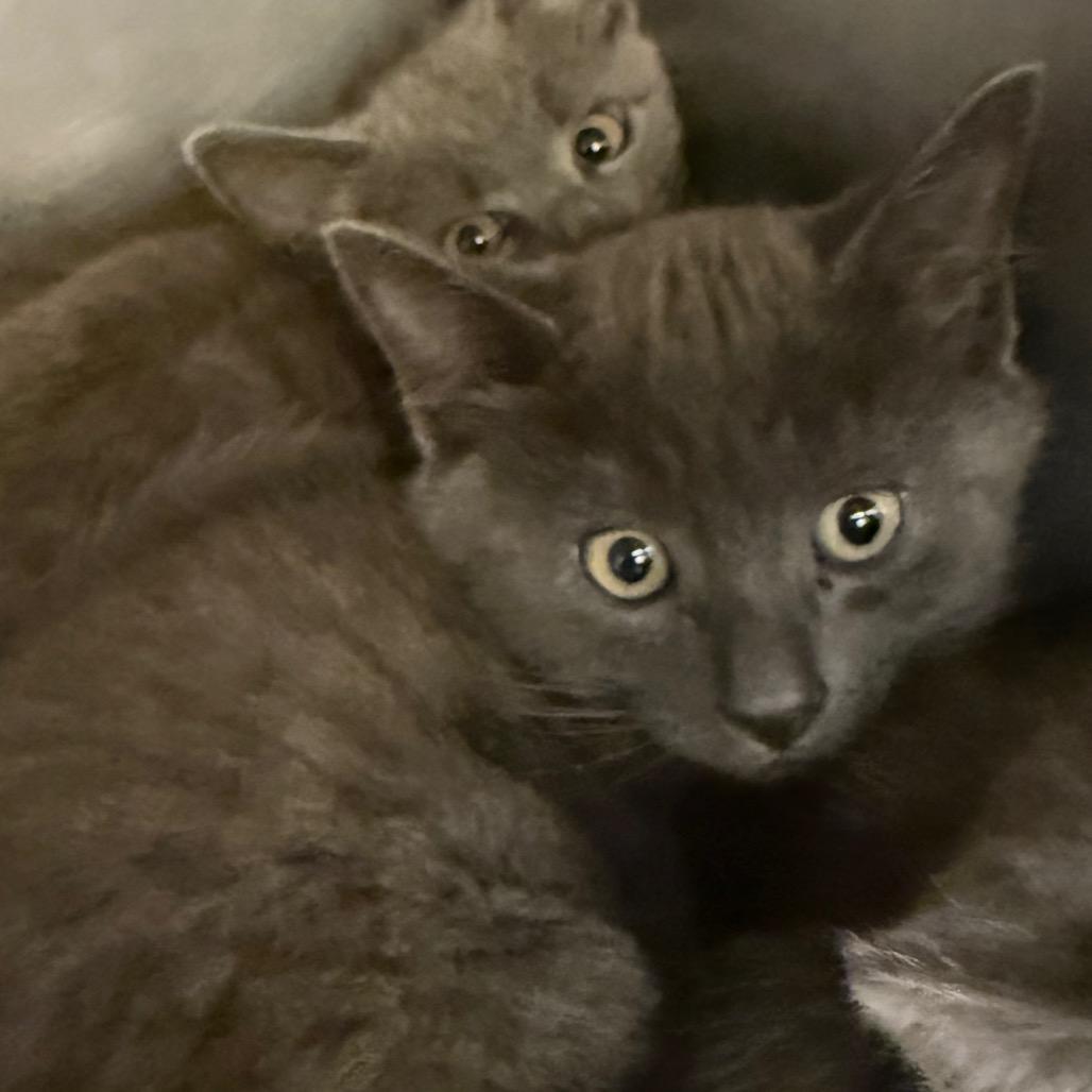 King, a Adoptable Domestic Short Hair in Lake Panasoffkee, FL image 2/2