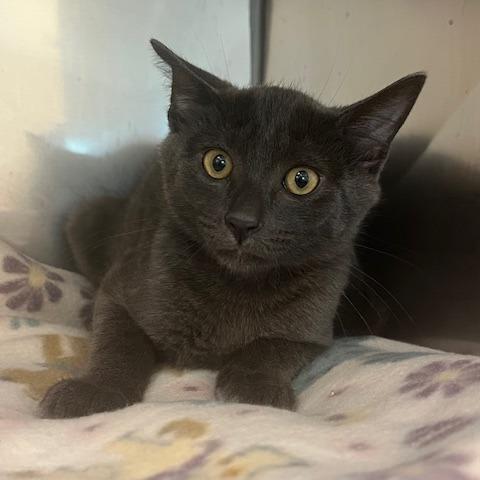 King, a Adoptable Domestic Short Hair in Lake Panasoffkee, FL image 3/3