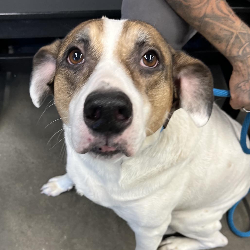 Enlarge John, a Adoptable mixed breed in Tampa, FL image 1/4