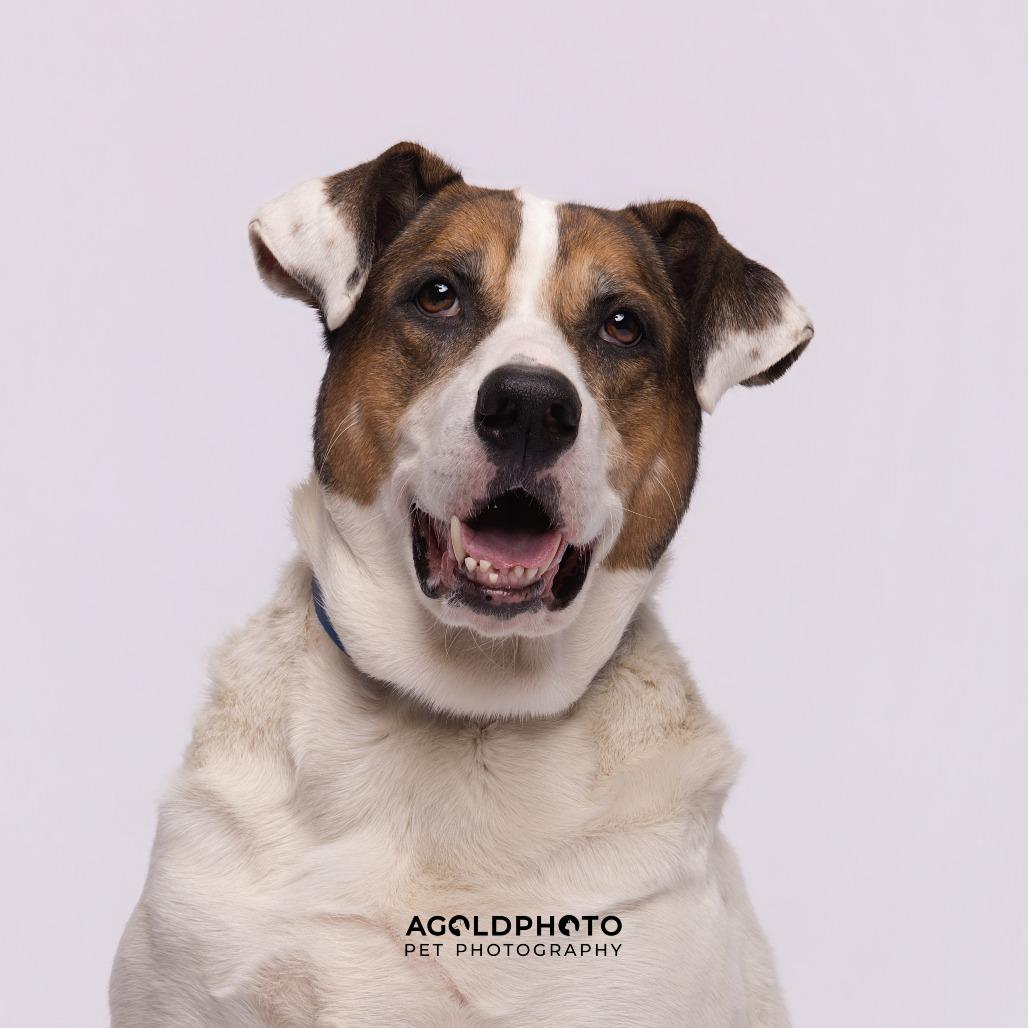 Enlarge John, a Adoptable mixed breed in Tampa, FL image 2/4