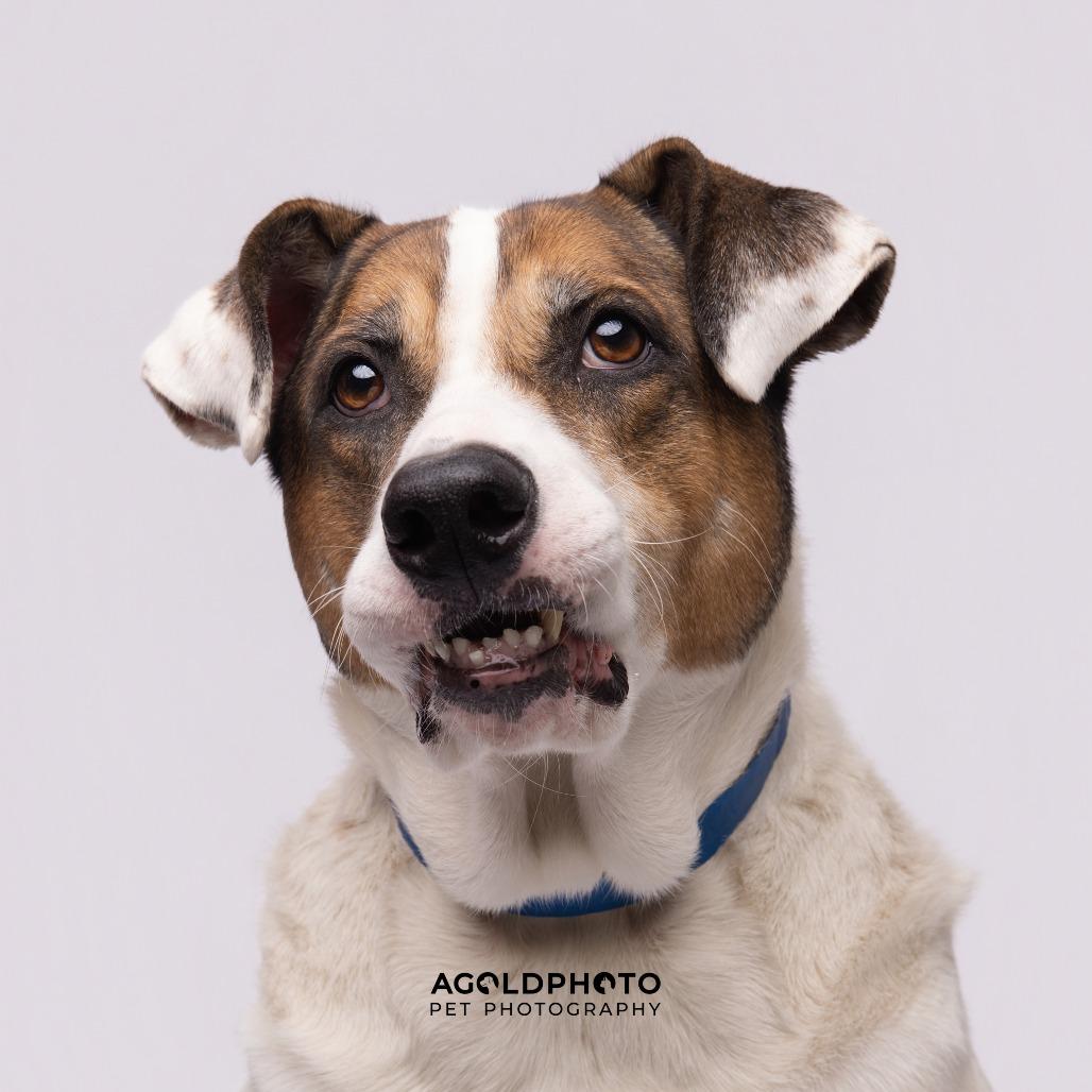 Enlarge John, a Adoptable mixed breed in Tampa, FL image 3/4