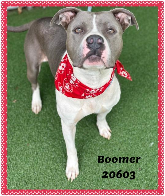 Enlarge BOOMER, a ADOPTABLE mixed breed in Marietta, GA image 2/6