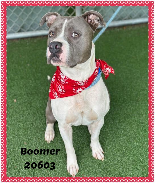 Enlarge BOOMER, a ADOPTABLE mixed breed in Marietta, GA image 6/6