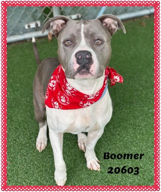 Enlarge BOOMER, a ADOPTABLE mixed breed in Marietta, GA image 4/6