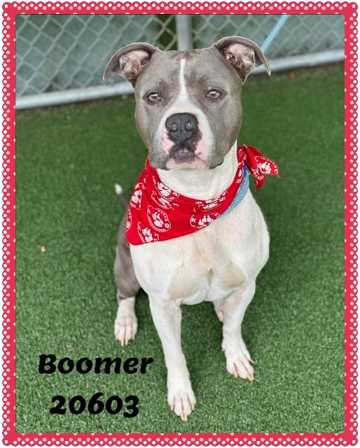 BOOMER, ADOPTABLE, Adult Male American Bully & Pit Bull Terrier.