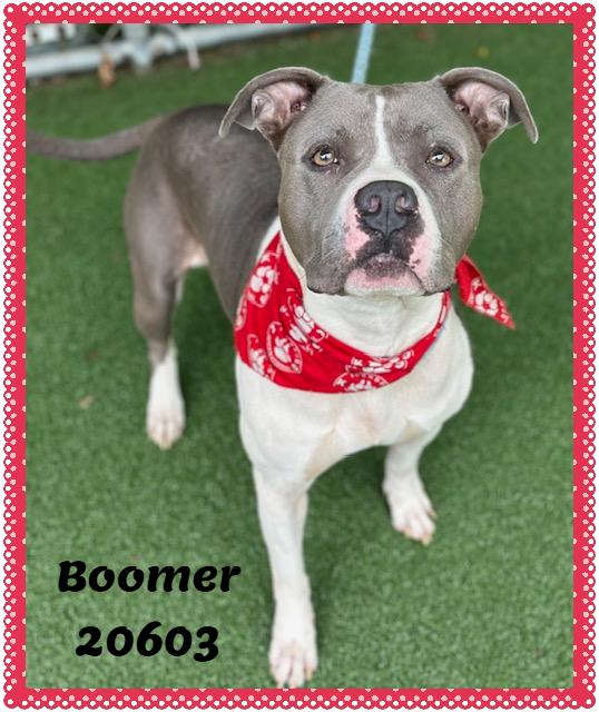 Enlarge BOOMER, a ADOPTABLE mixed breed in Marietta, GA image 5/6