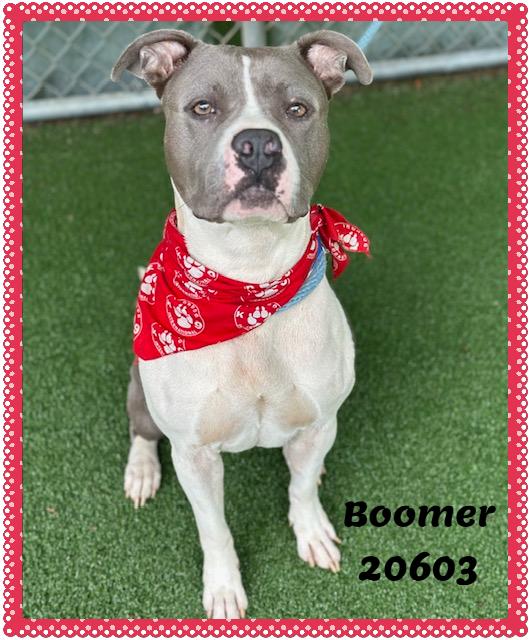 Enlarge BOOMER, a ADOPTABLE mixed breed in Marietta, GA image 3/6