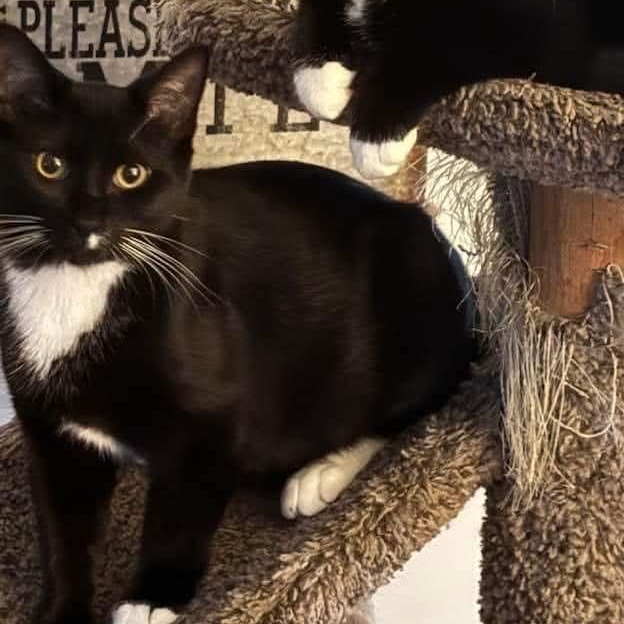 Enlarge Zipper, a Adoptable Domestic Short Hair in Washington, MI image 1/1