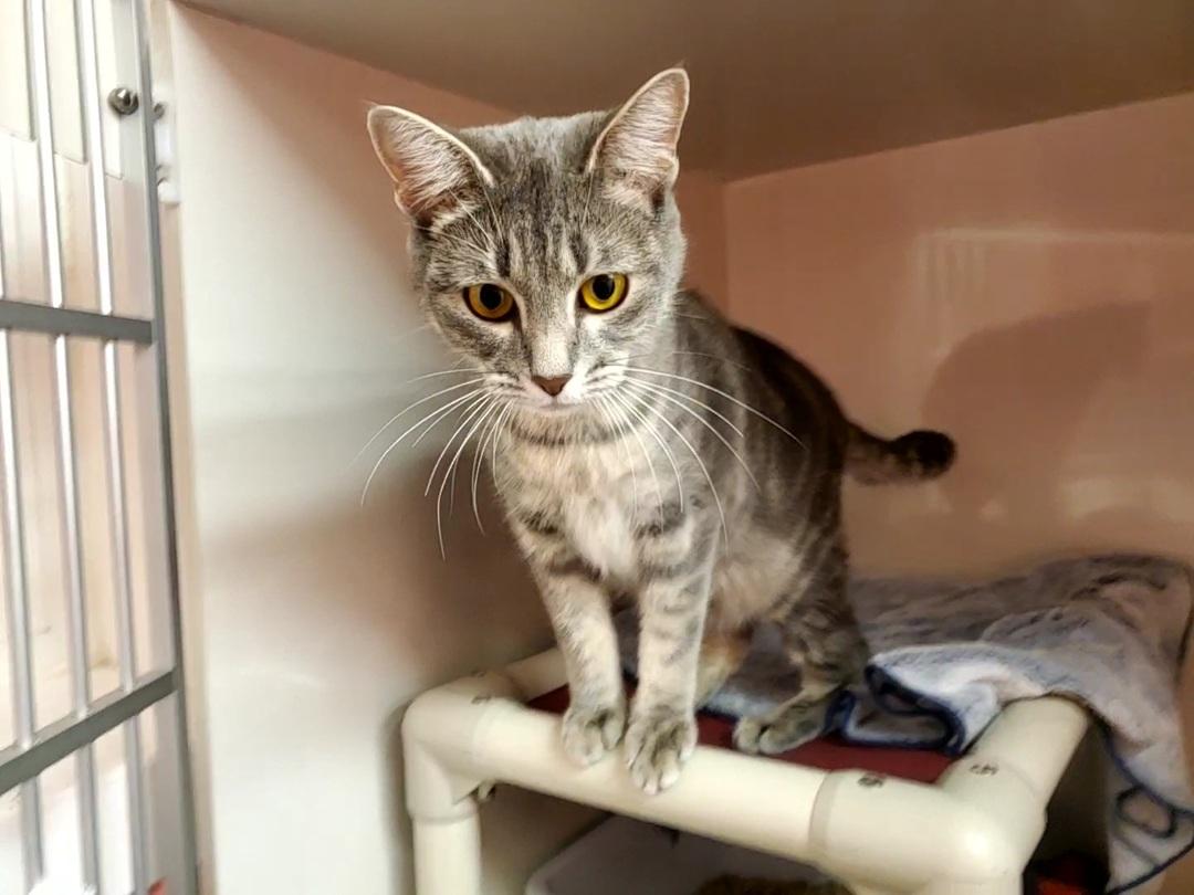 Bacardi, an adoptable Domestic Short Hair in Drumheller, AB, T0J 0Y0 | Photo Image 3