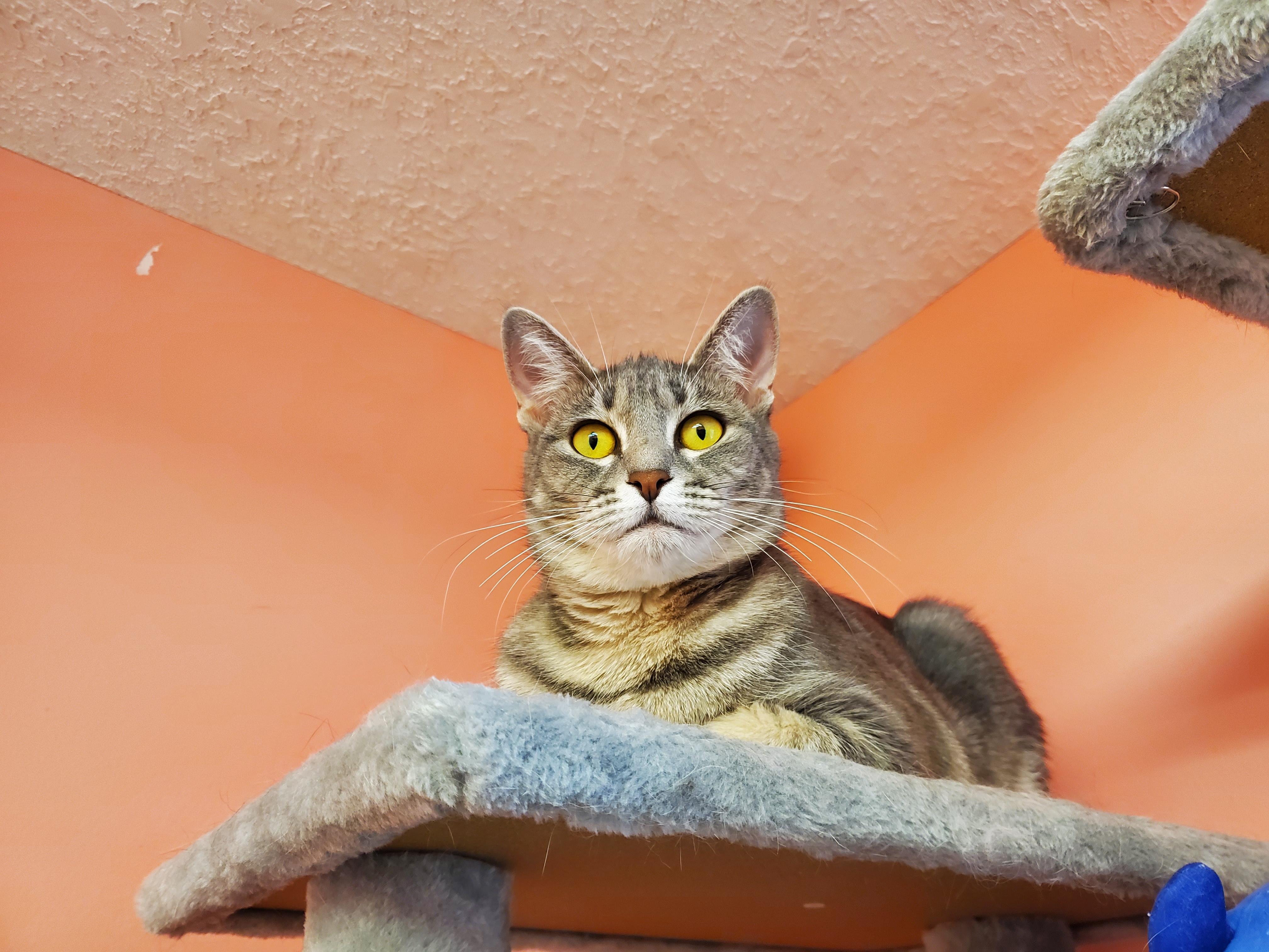 Bacardi, an adoptable Domestic Short Hair in Drumheller, AB, T0J 0Y0 | Photo Image 2