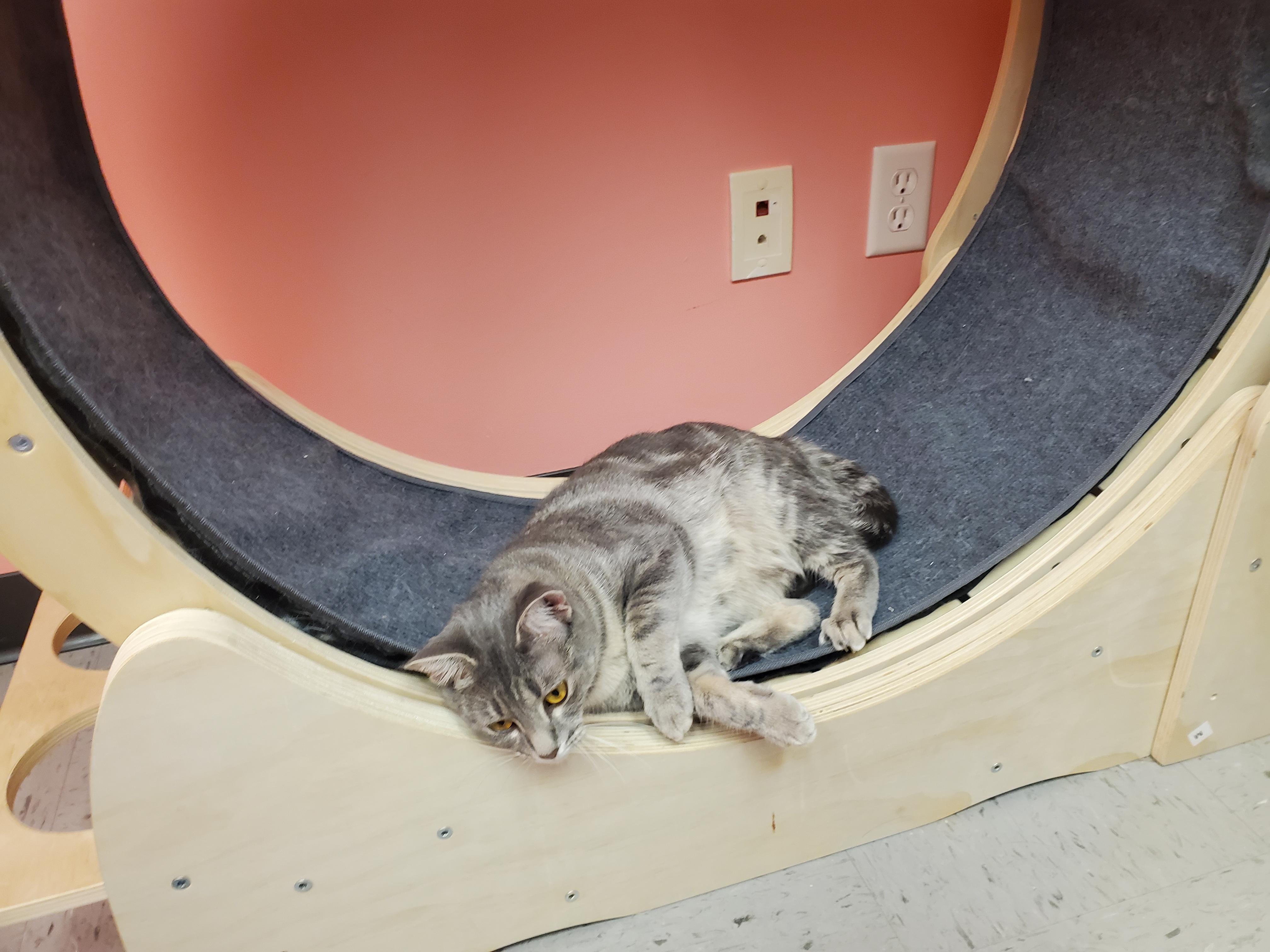Bacardi, an adoptable Domestic Short Hair in Drumheller, AB, T0J 0Y0 | Photo Image 4