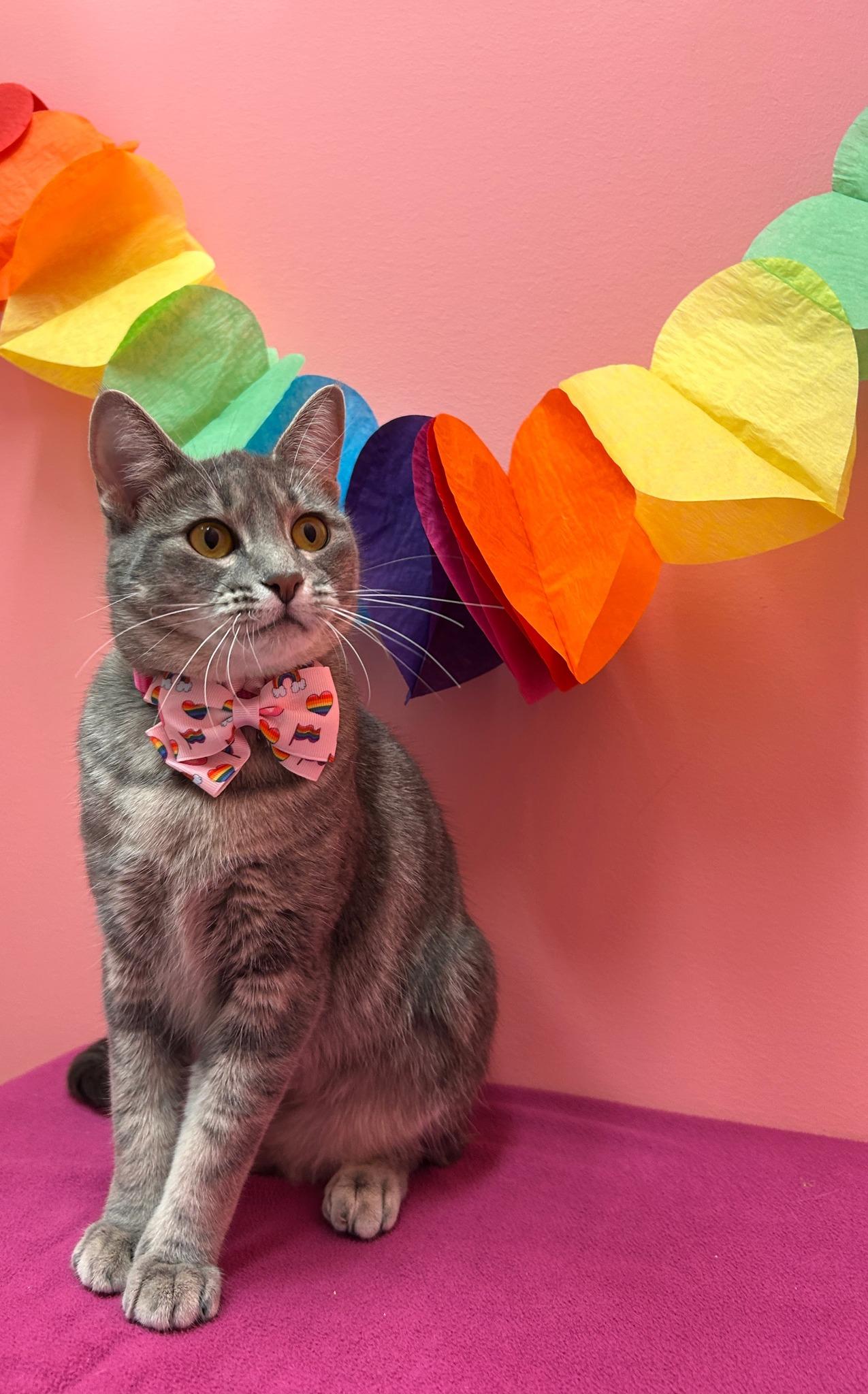 Bacardi, an adoptable Domestic Short Hair in Drumheller, AB, T0J 0Y0 | Photo Image 1