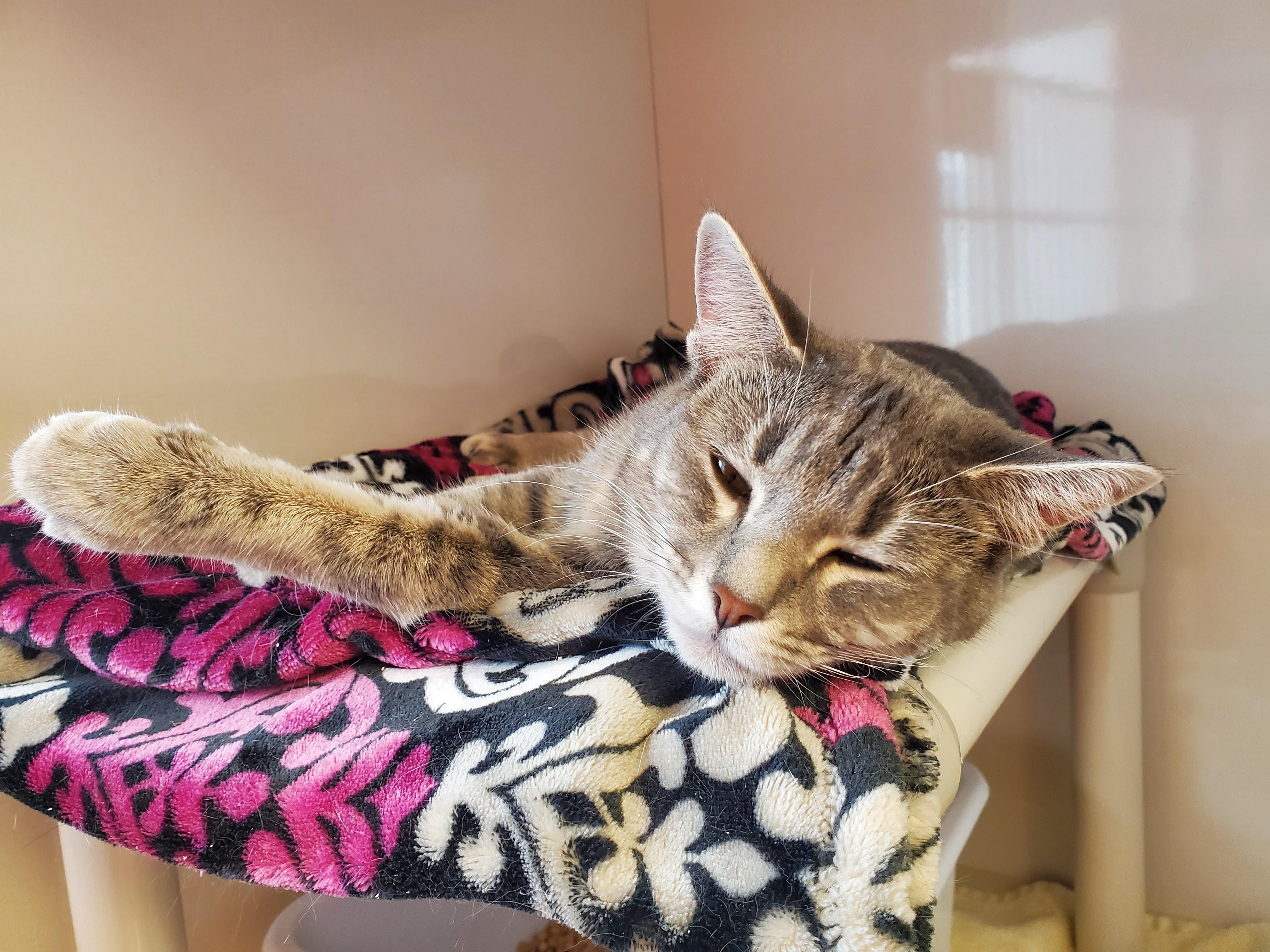 Bacardi, an adoptable Domestic Short Hair in Drumheller, AB, T0J 0Y0 | Photo Image 5