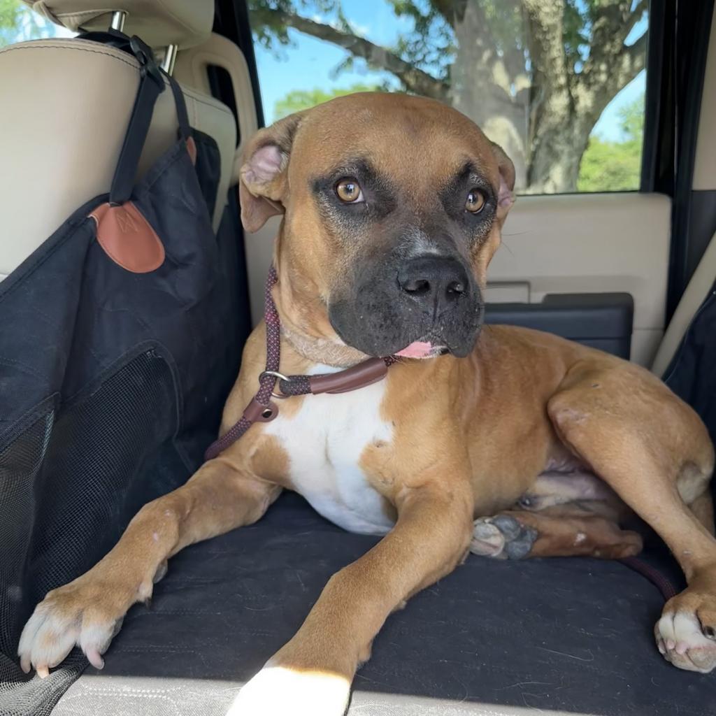 Bucko, Adoptable, Adult Male Boxer.