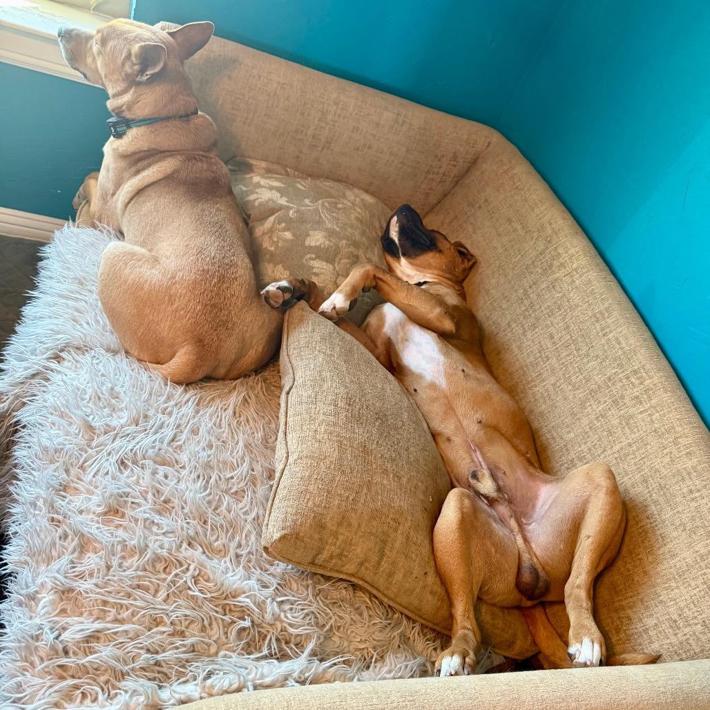 Enlarge Bucko, a Adoptable mixed breed in Ennis, TX image 2/6