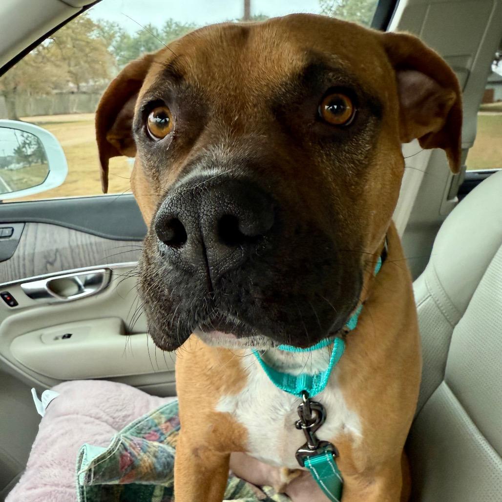 Enlarge Bucko, a Adoptable mixed breed in Ennis, TX image 2/6