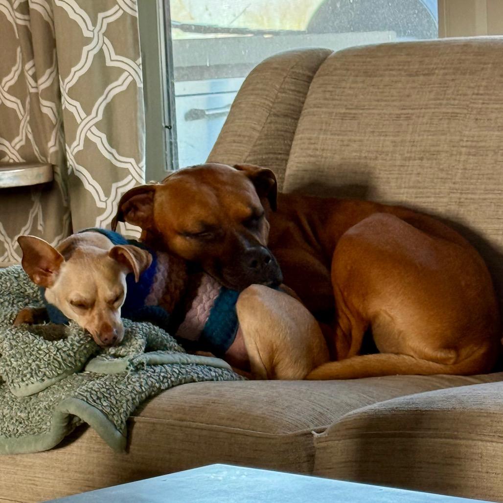 Enlarge Bucko, a Adoptable mixed breed in Ennis, TX image 4/6