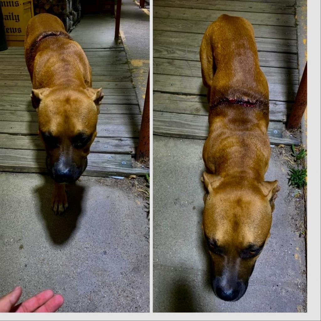 Enlarge Bucko, a Adoptable mixed breed in Ennis, TX image 3/6